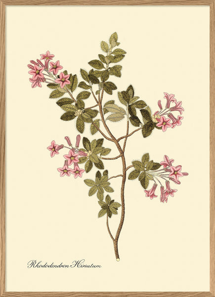 Rhododendron Hirsutum Botanical Print – A Broader Picture