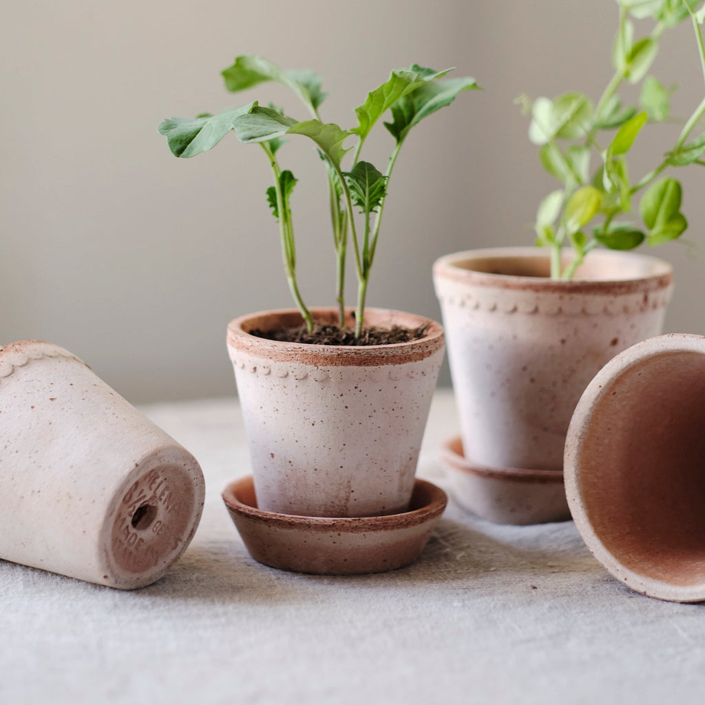 borralheira plant pots Clay Plant Pot with Saucer